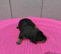 Maggie, a female Miniature Dachshund for sale in Paris, TX – Photo 7 of 9