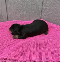 Maggie, a female Miniature Dachshund for sale in Paris, TX – Photo 3 of 9