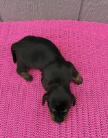 Maggie, a female Miniature Dachshund for sale in Paris, TX – Photo 4 of 9