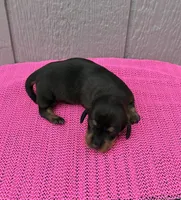 Maggie, a female Miniature Dachshund for sale in Paris, TX – Photo 1 of 9