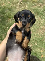 Maggie, a female Miniature Dachshund for sale in Paris, TX – Photo 5 of 10