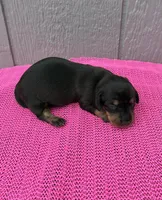 Maggie, a female Miniature Dachshund for sale in Paris, TX – Photo 5 of 9