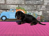Maggie, a female Miniature Dachshund for sale in Paris, TX – Photo 8 of 10