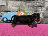 Maggie, a female Miniature Dachshund for sale in Paris, TX – Photo 3 of 10