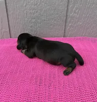 Maggie, a female Miniature Dachshund for sale in Paris, TX – Photo 8 of 9