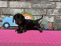 Maggie, a female Miniature Dachshund for sale in Paris, TX – Photo 6 of 10
