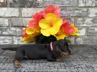 Maggie, a female Miniature Dachshund for sale in Paris, TX – Photo 10 of 10