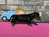 Maggie, a female Miniature Dachshund for sale in Paris, TX – Photo 2 of 10