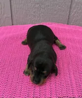 Maggie, a female Miniature Dachshund for sale in Paris, TX – Photo 2 of 9