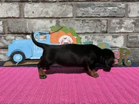 Maggie, a female Miniature Dachshund for sale in Paris, TX – Photo 7 of 10