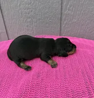 Maggie, a female Miniature Dachshund for sale in Paris, TX – Photo 9 of 9