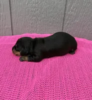 Maggie, a female Miniature Dachshund for sale in Paris, TX – Photo 6 of 9