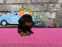 Maggie, a female Miniature Dachshund for sale in Paris, TX – Photo 4 of 10