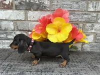 Maggie, a female Miniature Dachshund for sale in Paris, TX – Photo 9 of 10