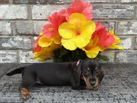 Maggie, a female Miniature Dachshund for sale in Paris, TX – Photo 1 of 10
