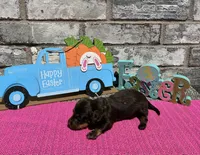 Koko, a female Miniature Dachshund for sale in Paris, TX – Photo 3 of 8