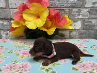 Koko, a female Miniature Dachshund for sale in Paris, TX – 5 of 6