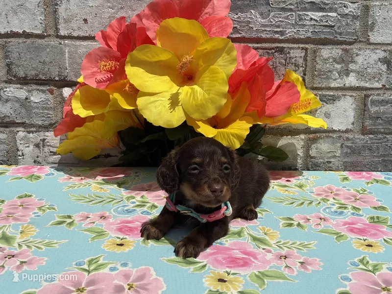 Koko – Miniature Dachshund puppy for sale in Paris, TX
