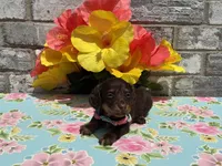 Koko, a female Miniature Dachshund for sale in Paris, TX – 1 of 6