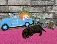 Koko, a female Miniature Dachshund for sale in Paris, TX – Photo 2 of 8