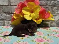 Koko, a female Miniature Dachshund for sale in Paris, TX – 2 of 6