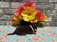 Koko, a female Miniature Dachshund for sale in Paris, TX – 6 of 6