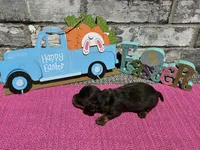 Koko, a female Miniature Dachshund for sale in Paris, TX – Photo 5 of 8