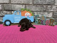 Koko, a female Miniature Dachshund for sale in Paris, TX – Photo 8 of 8