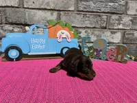 Koko, a female Miniature Dachshund for sale in Paris, TX – Photo 7 of 8