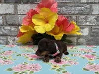 Koko, a female Miniature Dachshund for sale in Paris, TX – 4 of 6