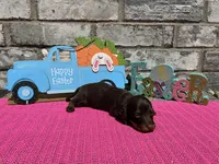 Koko, a female Miniature Dachshund for sale in Paris, TX – Photo 4 of 8