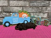 Koko, a female Miniature Dachshund for sale in Paris, TX – Photo 6 of 8