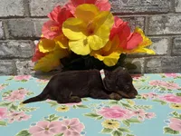 Koko, a female Miniature Dachshund for sale in Paris, TX – 3 of 6