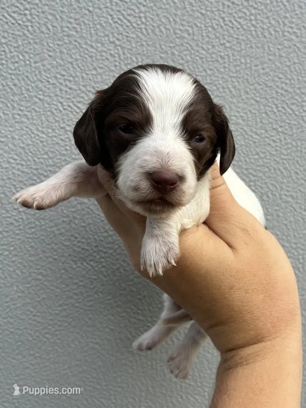 Dolly – Miniature Dachshund puppy for sale in Paris, TX