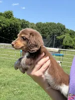 Zoro , a male Miniature Dachshund for sale in Paris, TX – 4 of 8