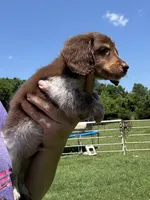 Zoro , a male Miniature Dachshund for sale in Paris, TX – 6 of 8