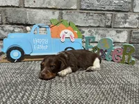 Zoro , a male Miniature Dachshund for sale in Paris, TX – Photo 6 of 6