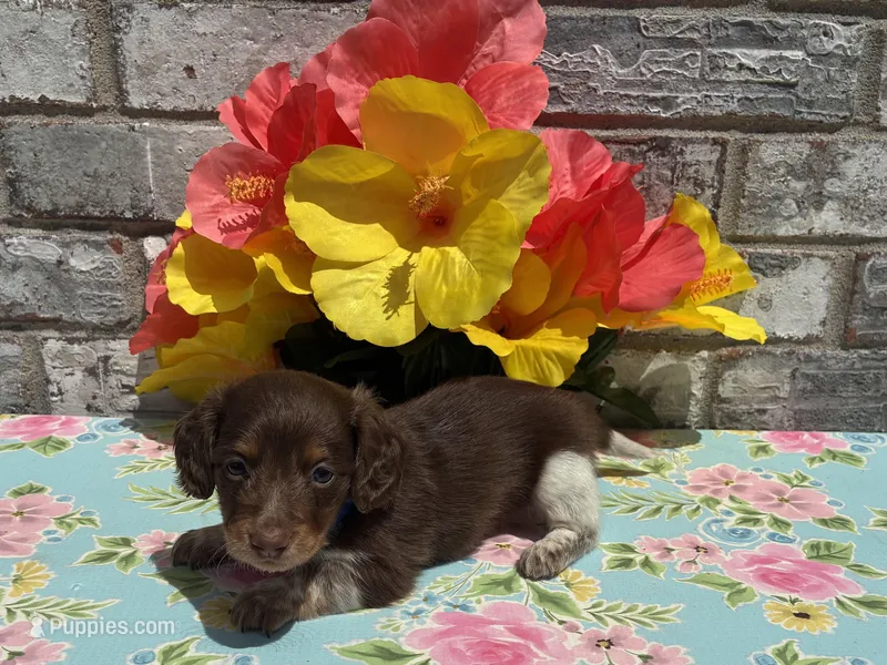 Zoro  – Miniature Dachshund puppy for sale in Paris, TX