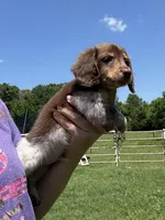 Zoro , a male Miniature Dachshund for sale in Paris, TX – 5 of 8