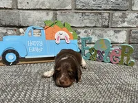 Zoro , a male Miniature Dachshund for sale in Paris, TX – Photo 3 of 6