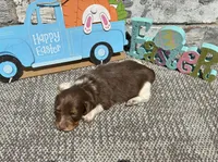 Zoro , a male Miniature Dachshund for sale in Paris, TX – Photo 5 of 6