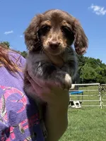 Zoro , a male Miniature Dachshund for sale in Paris, TX – 7 of 8