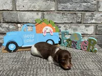 Zoro , a male Miniature Dachshund for sale in Paris, TX – Photo 2 of 6