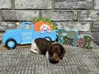 Zoro , a male Miniature Dachshund for sale in Paris, TX – Photo 1 of 6