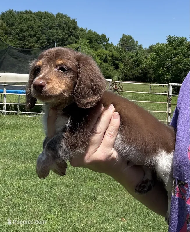 Zoro  – Miniature Dachshund puppy for sale in Paris, TX