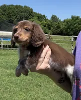 Zoro , a male Miniature Dachshund for sale in Paris, TX – 1 of 8