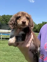 Zoro , a male Miniature Dachshund for sale in Paris, TX – 2 of 8
