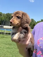 Zoro , a male Miniature Dachshund for sale in Paris, TX – 3 of 8