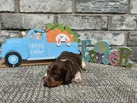 Zoro , a male Miniature Dachshund for sale in Paris, TX – Photo 4 of 6