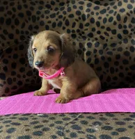 Reba, a female Miniature Dachshund for sale in Paris, TX – Photo 7 of 10